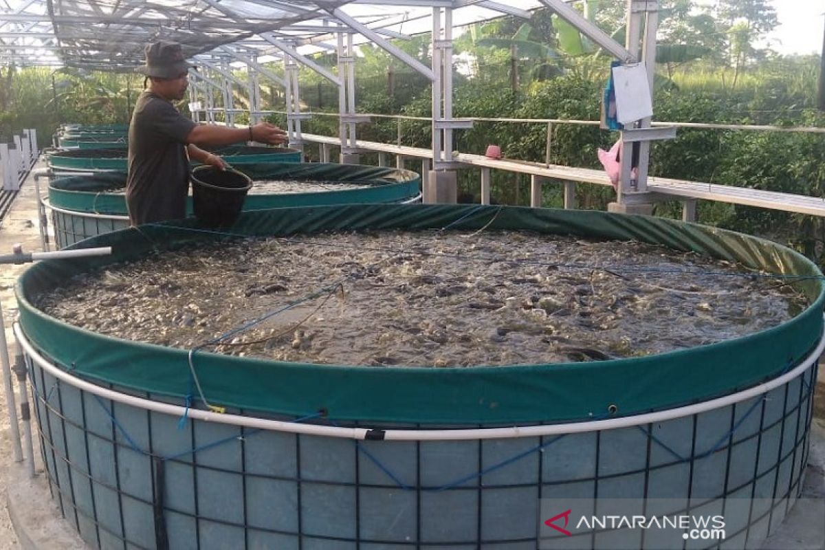 Produksi benih ikan lele di Kudus terkendala cuaca