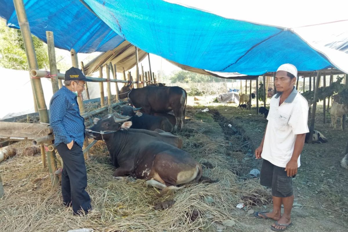 Distan Kota Mataram memeriksa kesehatan hewan kurban