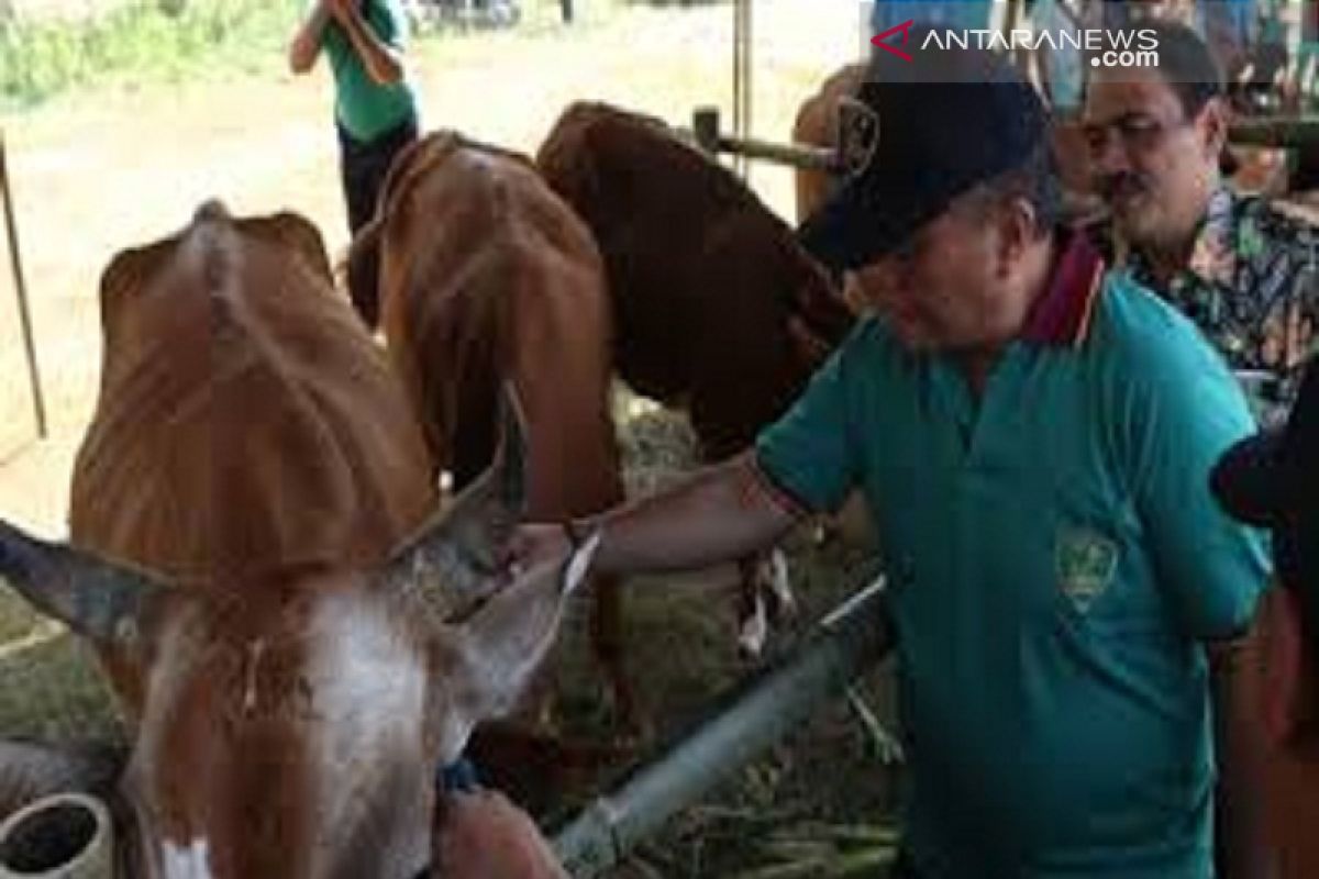 Jelang Idul Adha, Kendari perketat lalu lintas ternak untuk kurban