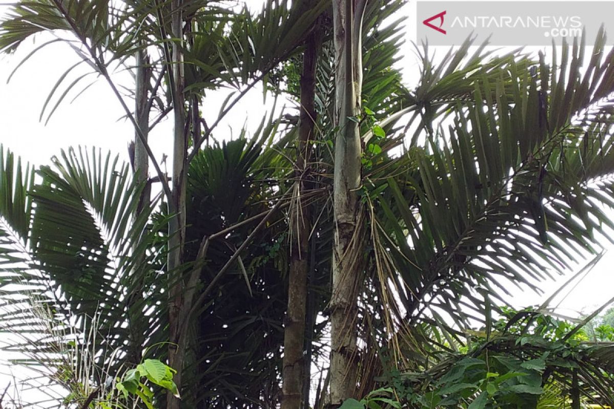 "Sagu Baruk" beri peran besar penuhi kebutuhan pangan di Kepulauan Sangihe