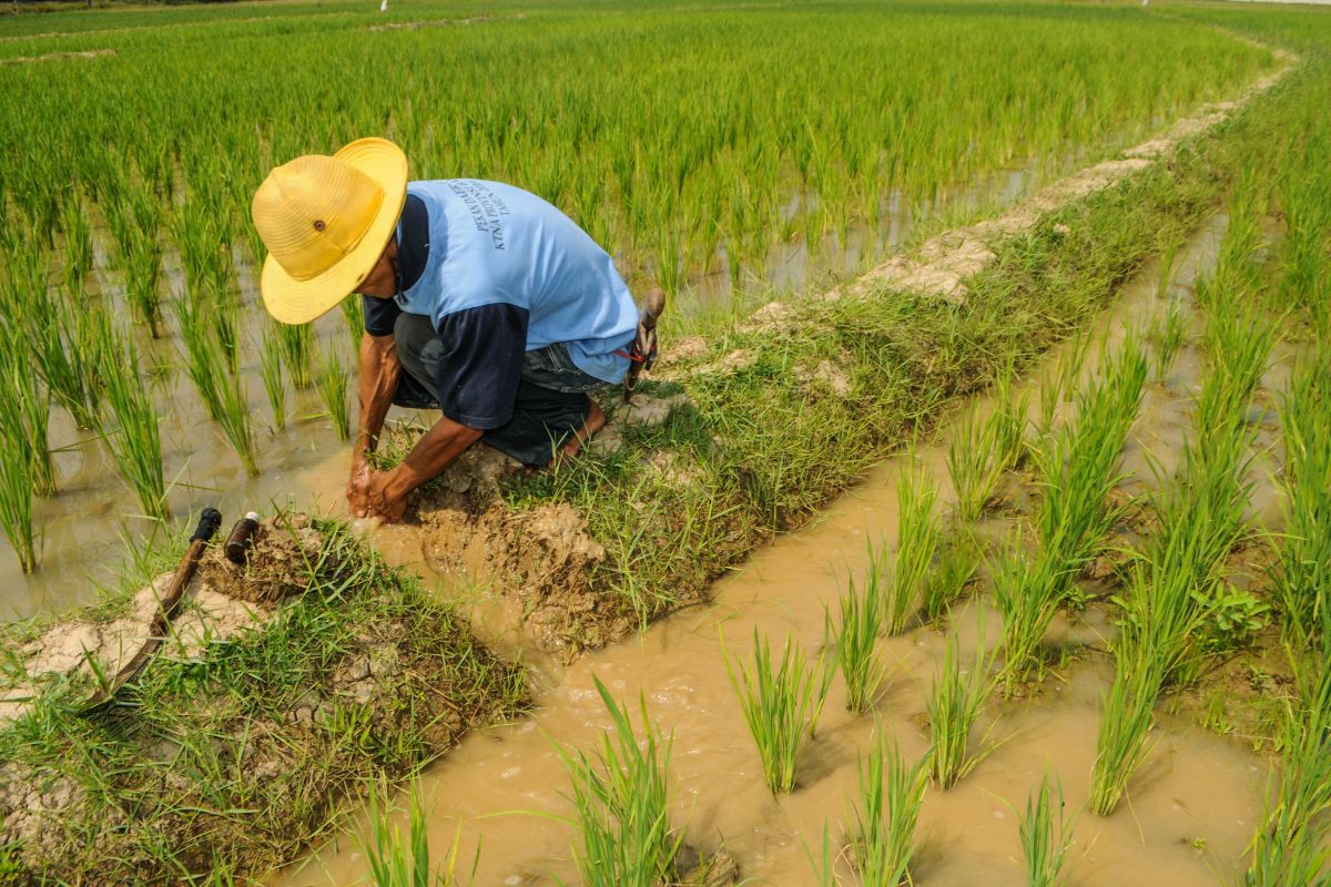 Petani Lebak gembira tanaman padi teraliri air pompanisasi