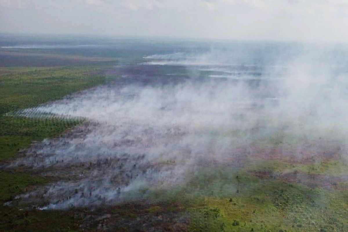 Kebakaran lahan di Kotim rambah perkebunan sawit