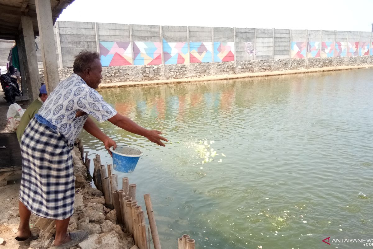 Petambak udang-bandeng Marunda pantau laut antisipasi tumpahan minyak