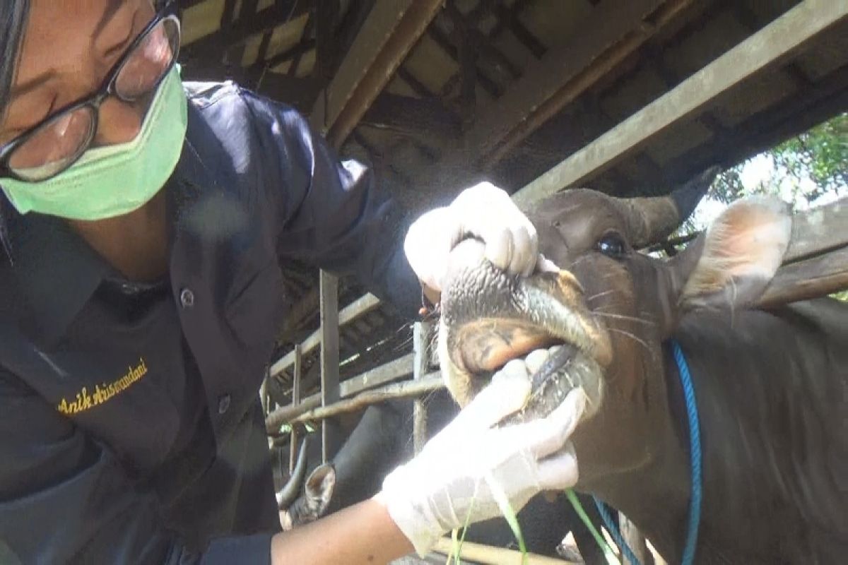 Dinas Pertanian Kapuas sudah periksa kesehatan puluhan hewan kurban