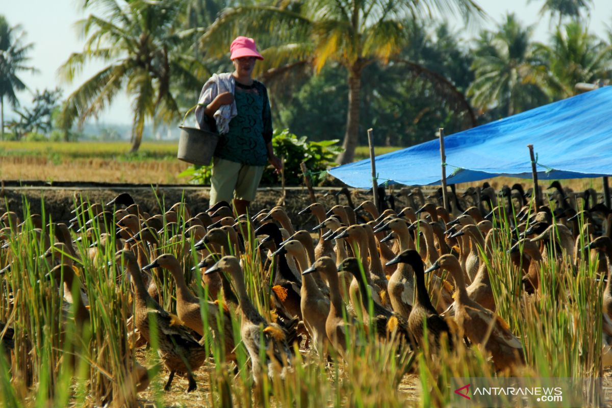 Pemkab Musi Banyuasin akan bagikan 2.400 itik ke peternak