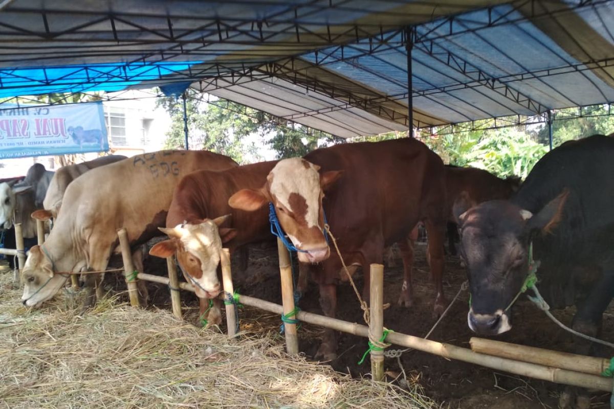 Jelang Idul Adha harga sapi di Sukabumi relatif masih normal