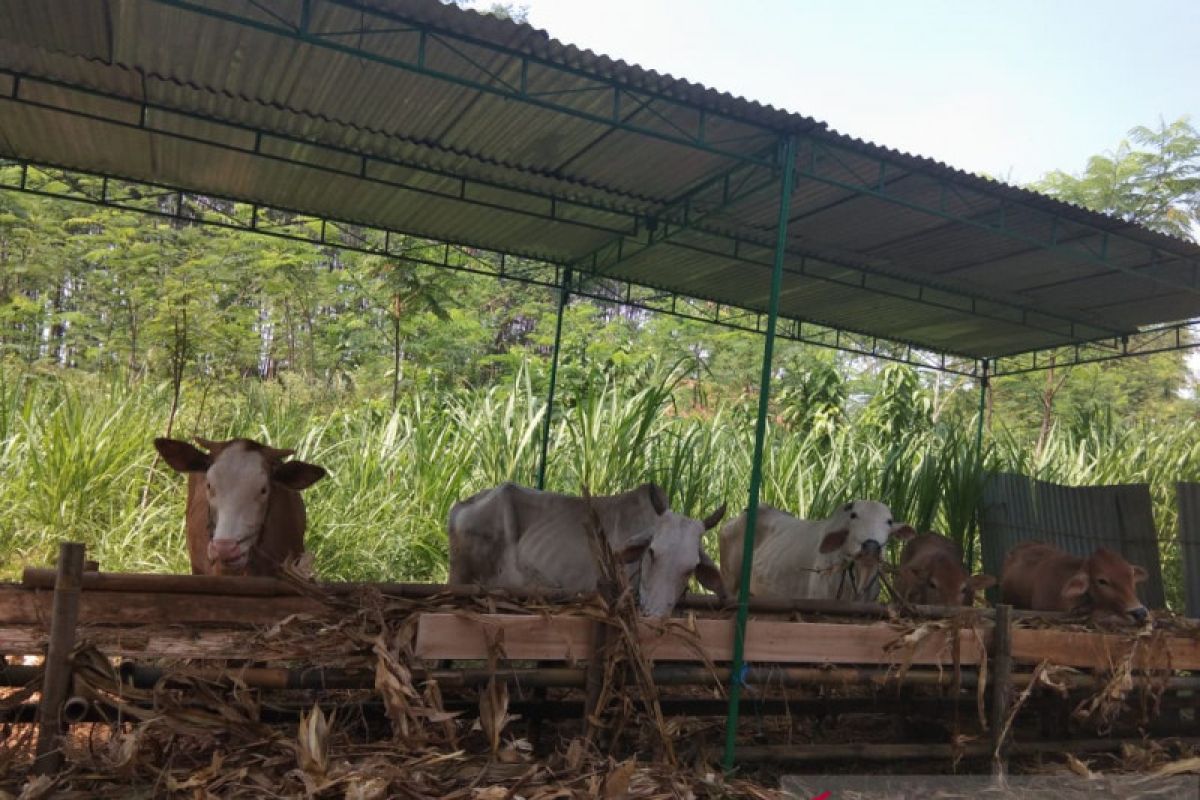 Penyewaan kandang ternak di Batang ramai peminat
