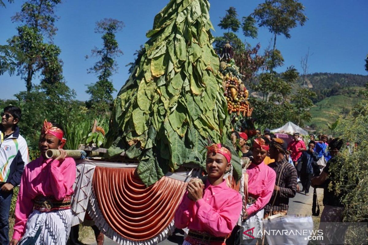 Petani Gunung Merbabu gelar tradisi "Tungguk Tembakau"