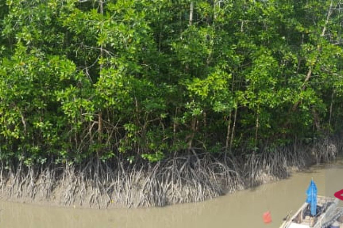 Membentang harapan penetapan taman wisata alam Jering Menduyung Babel