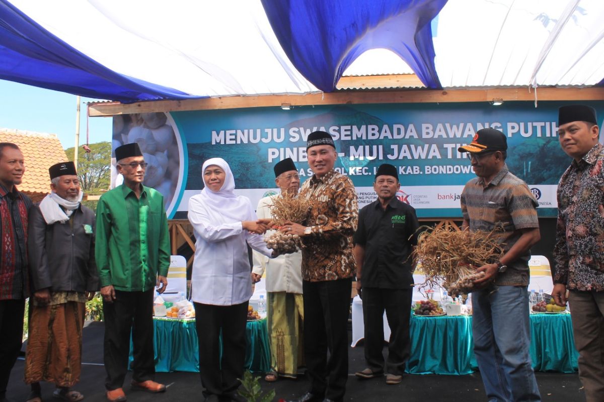 Gubernur Jatim Khofifah panen perdana bawang putih di hutan Bondowoso