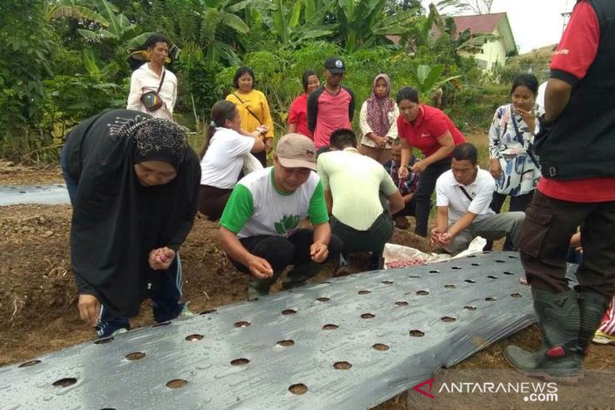 Polbangtan Medan kenalkan budidaya bawang - lada di perbatasan Indonesia - Malaysia