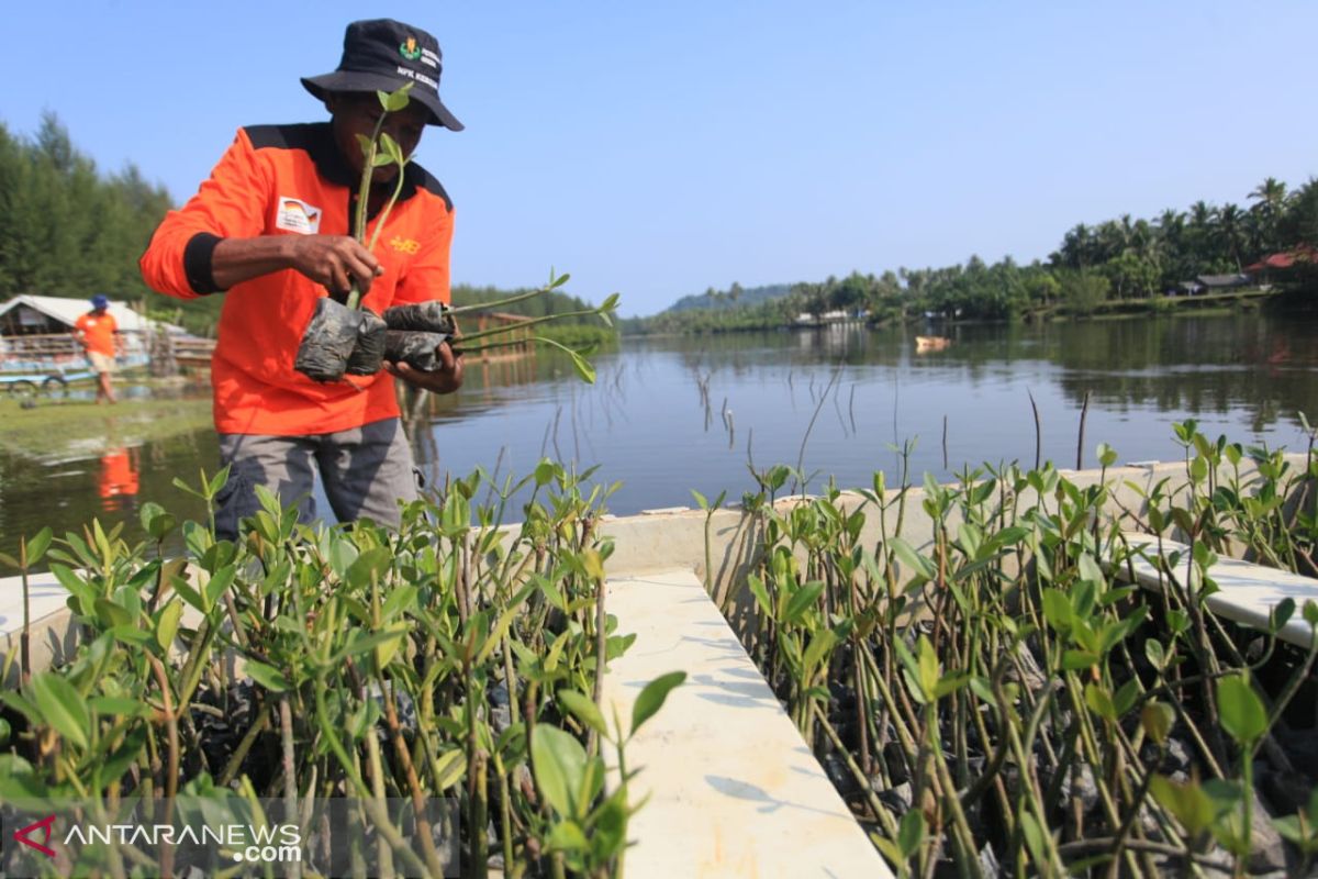 Kawasan wisata konservasi Penyu ditanami 5.000 batang bibit mangrove
