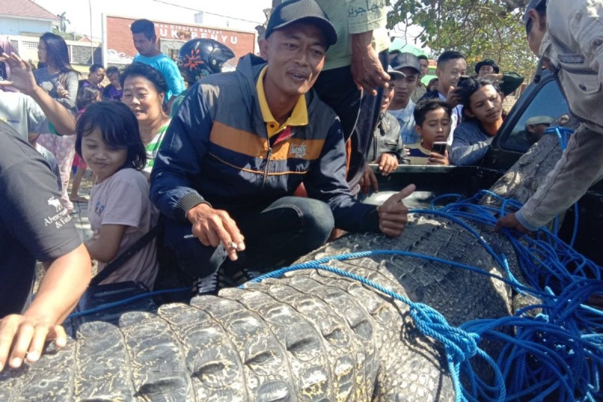 Buaya Segara Anakan ditemukan mati terjerat