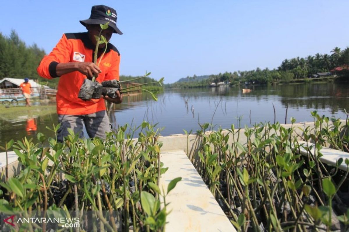 Turtle conservation area was planted with 5,000 mangrove seedlings