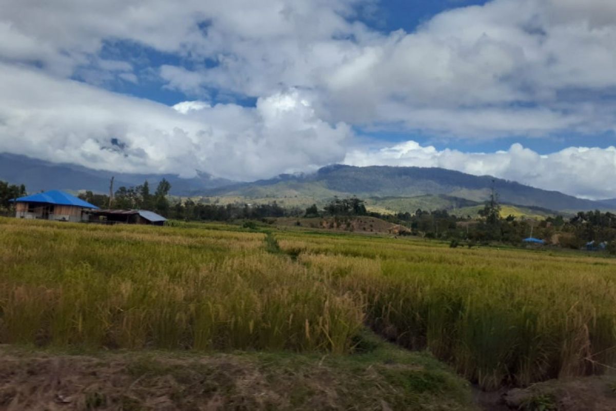 Tradisi bercocok tanam ubi jalar di Wamena mulai kurang