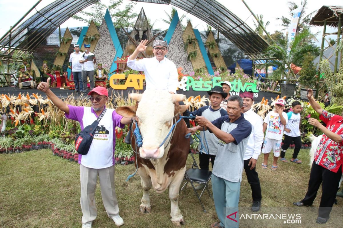 Festival Sapi dan Hewan Piaraan digelar di Banyuwangi