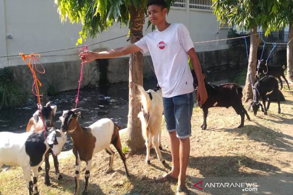 Jelang Idul Adha, pedagang hewan kurban menjamur di Lhokseumawe