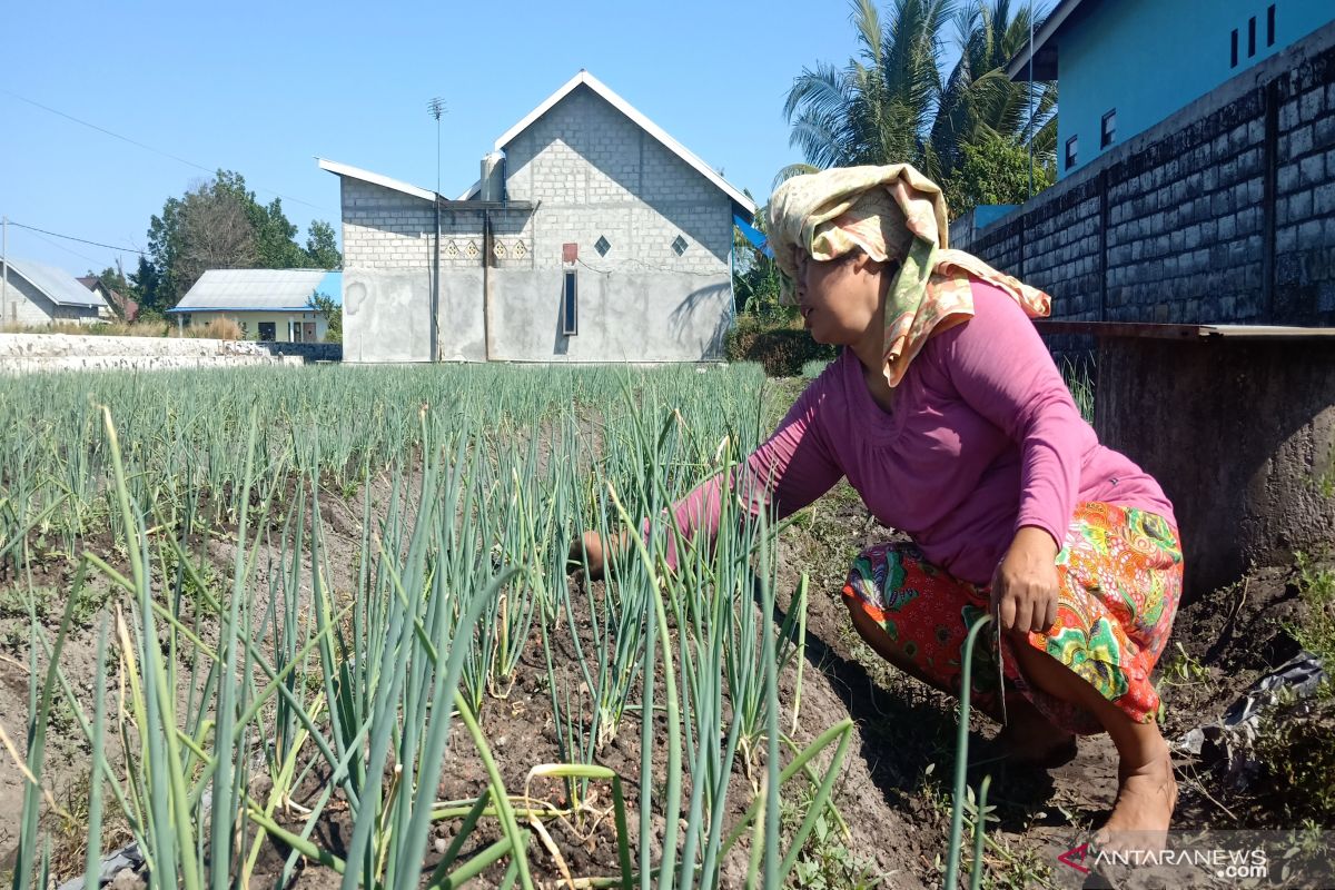 Samiasih bertahan hidup hasil menanam sayur di lahan pinjaman