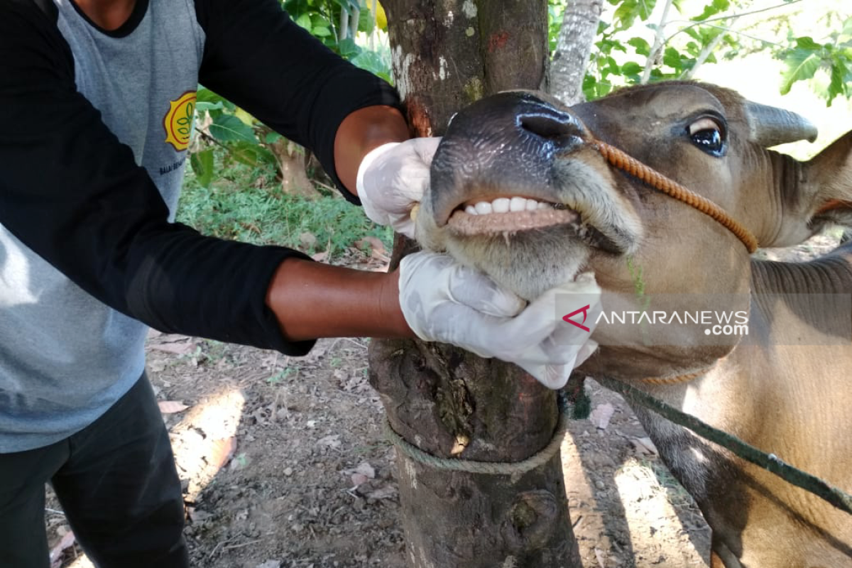 Disnakkeswan  Gorontalo Utara sosialisasi hewan kurban layak sembelih