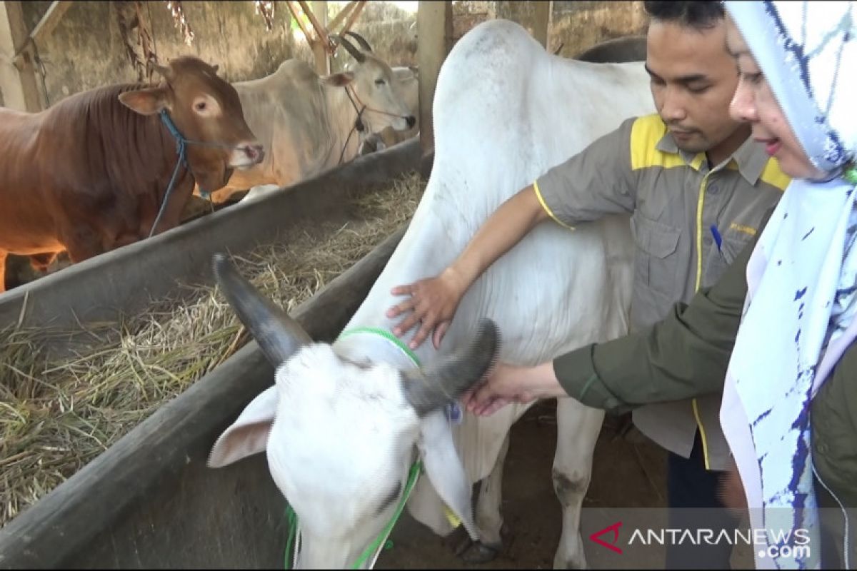 Penjualan hewan kurban di Sukabumi diawasi ketat hindari pedagang curang