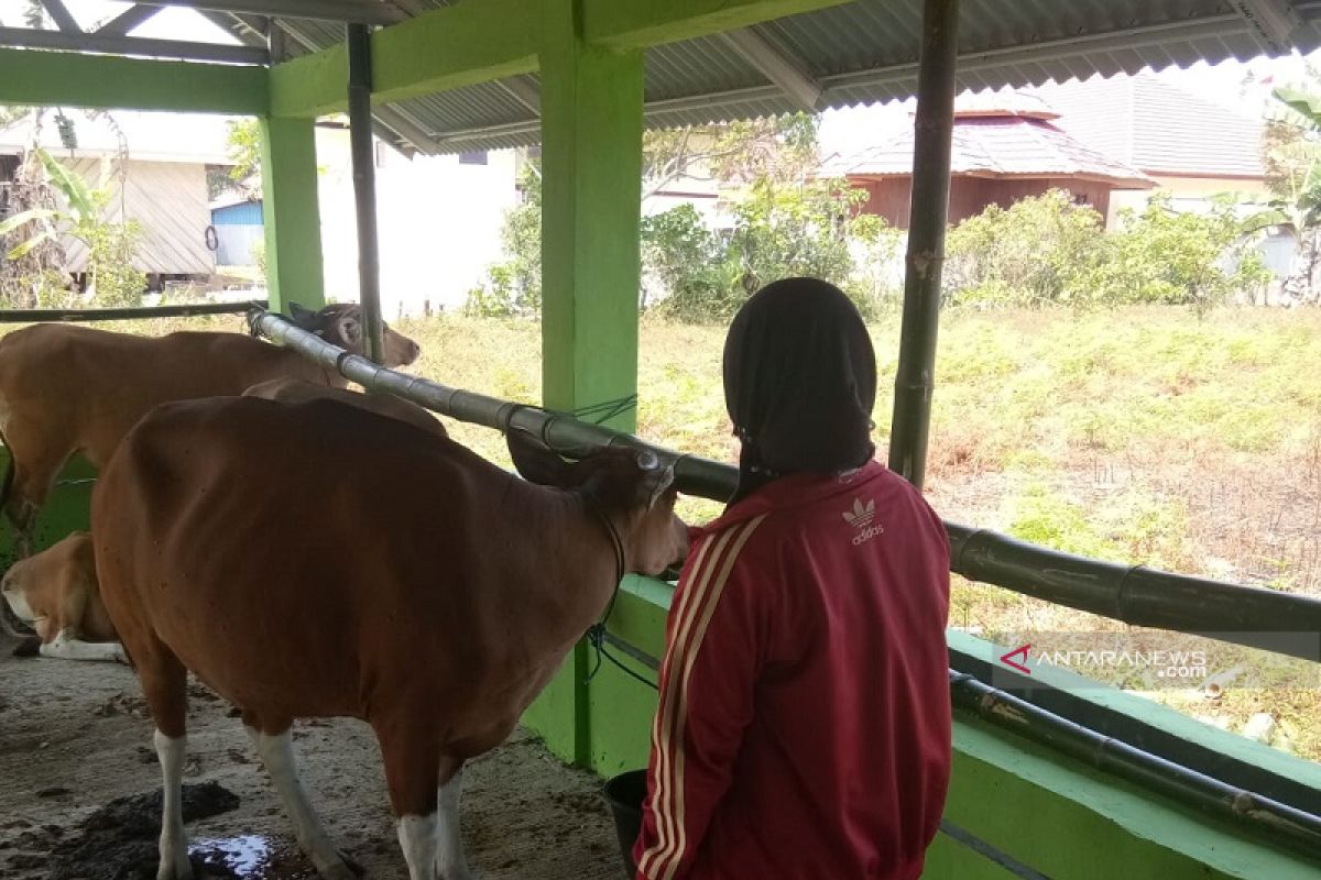 Satpol Mukomuko sanksi denda warga lepasliarkan ternak