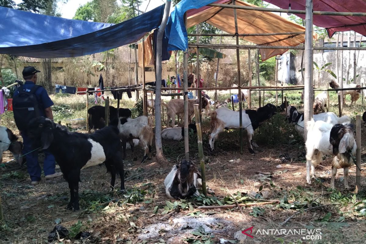 Jumlah hewan kurban di Jawa Tengah terus meningkat