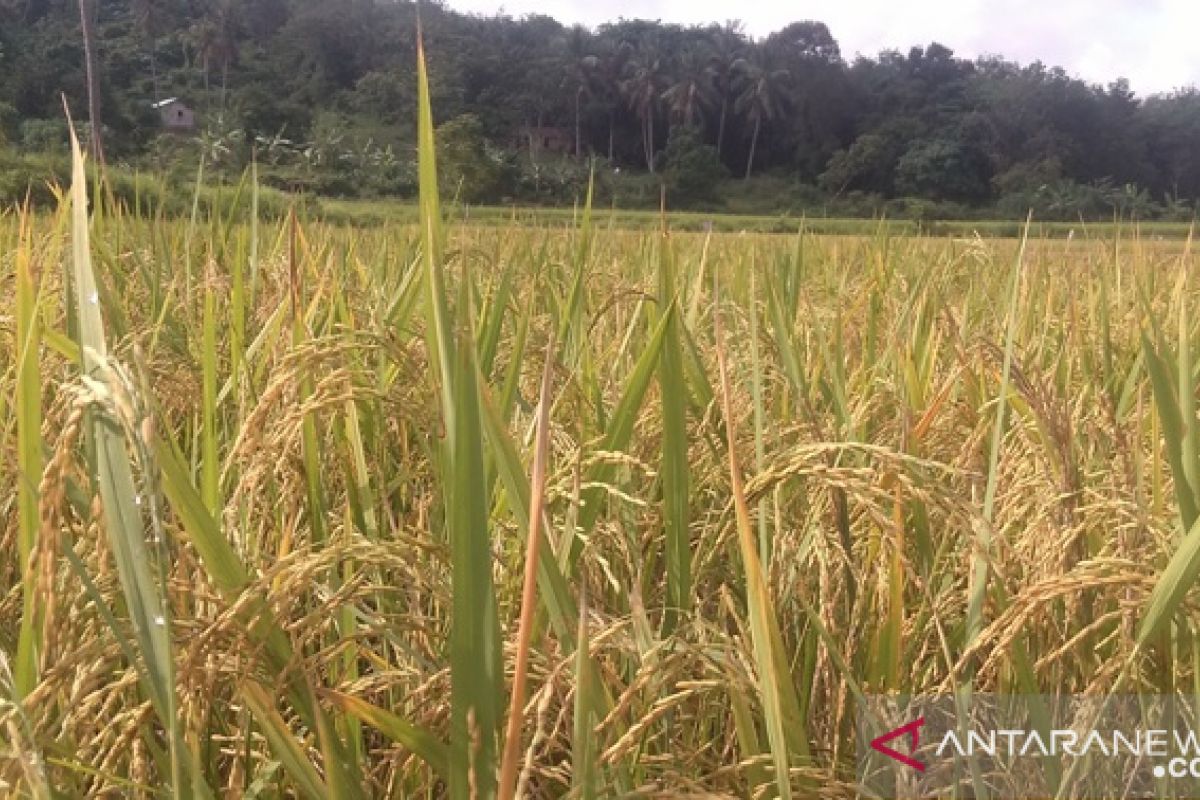 Pemprov Bangka Belitung asuransikan 8.500 hektare padi sawah