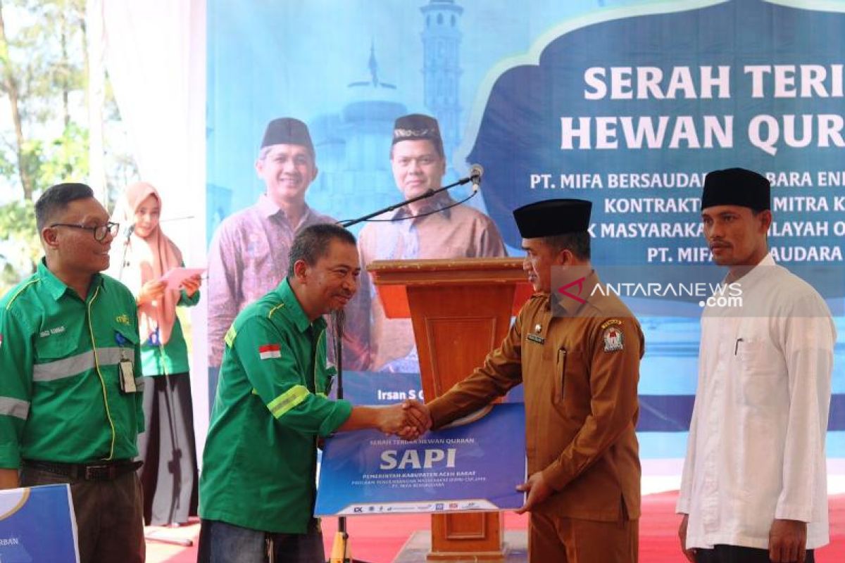 PT Mifa Bersaudara sumbang belasan sapi kurban untuk warga Aceh Barat