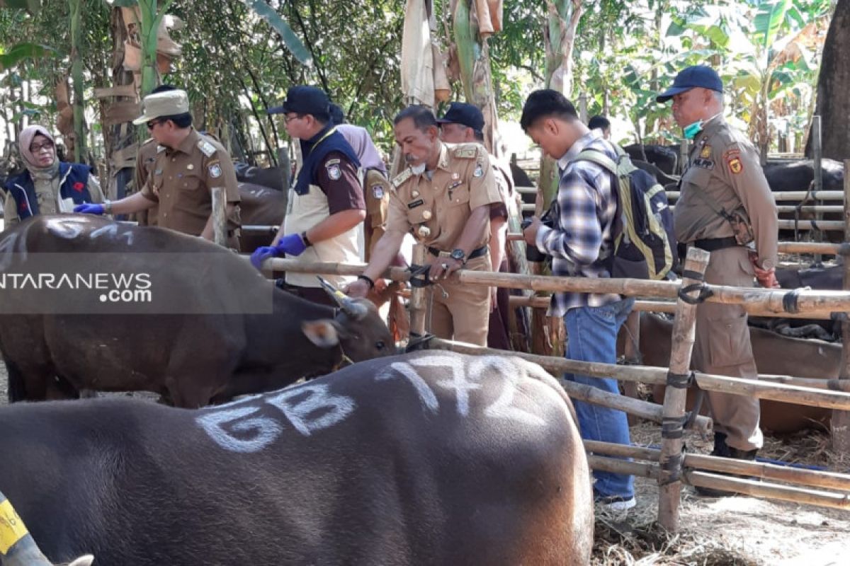 2.458 hewan kurban di Kota Makassar sudah diperiksa kelayakannya