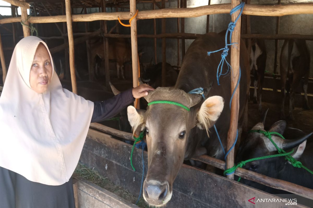 Pedagang datangkan dokter hewan jamin kesehatan sapi qurban