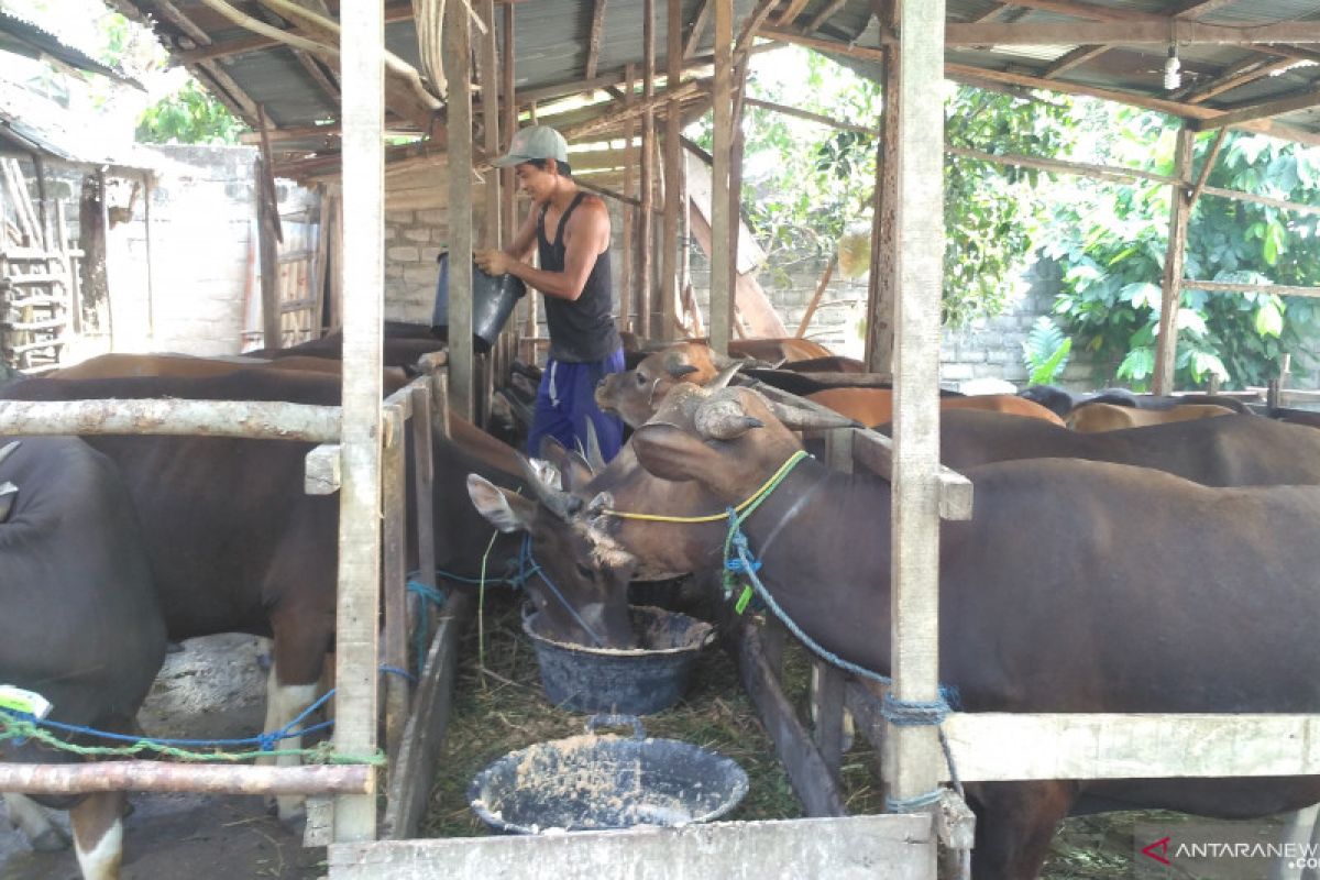 Penjualan hewan qurban di Jambi  rendah, masih ada sepekan lagi