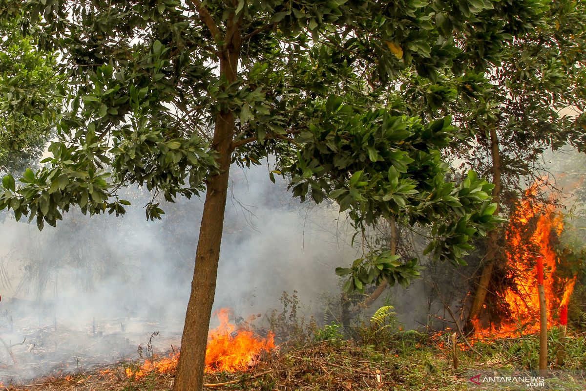 Riau deploys four helicopters to extinguish forest fires