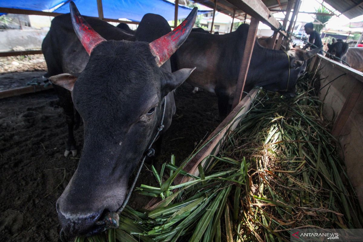 402 relawan akan monitoring kesehatan hewan kurban di Aceh