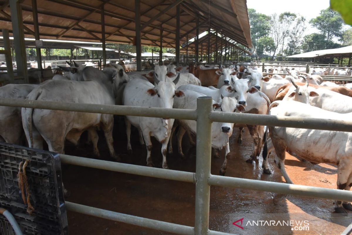 Pemkot Palangka Raya salurkan 100 sapi kurban ke masjid