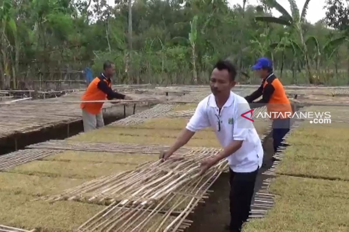 Luas tanam tembakau di Ngawi bertambah dua kali lipat saat kemarau