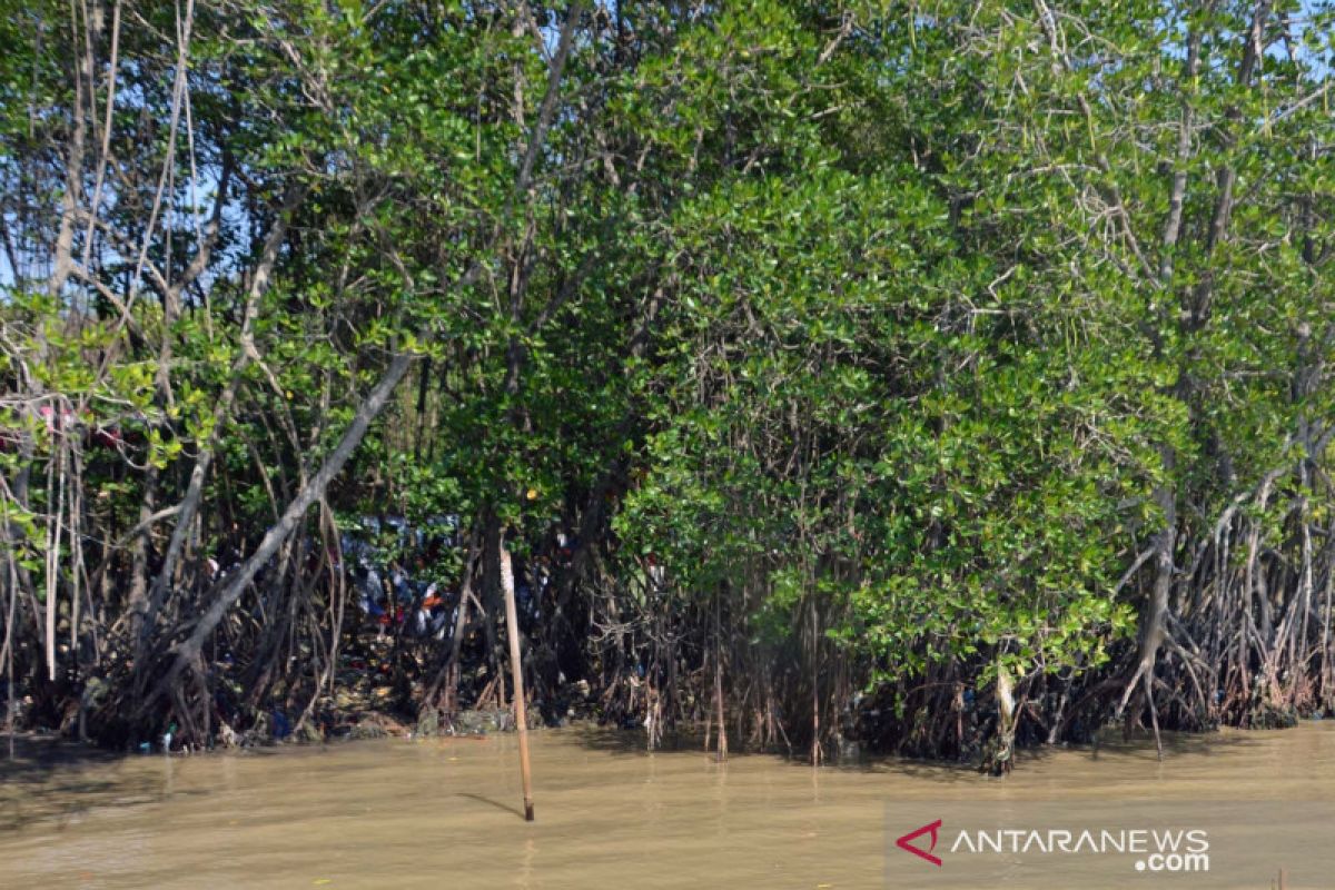 Tumpahan minyak mentah belum berdampak ke hutan mangrove