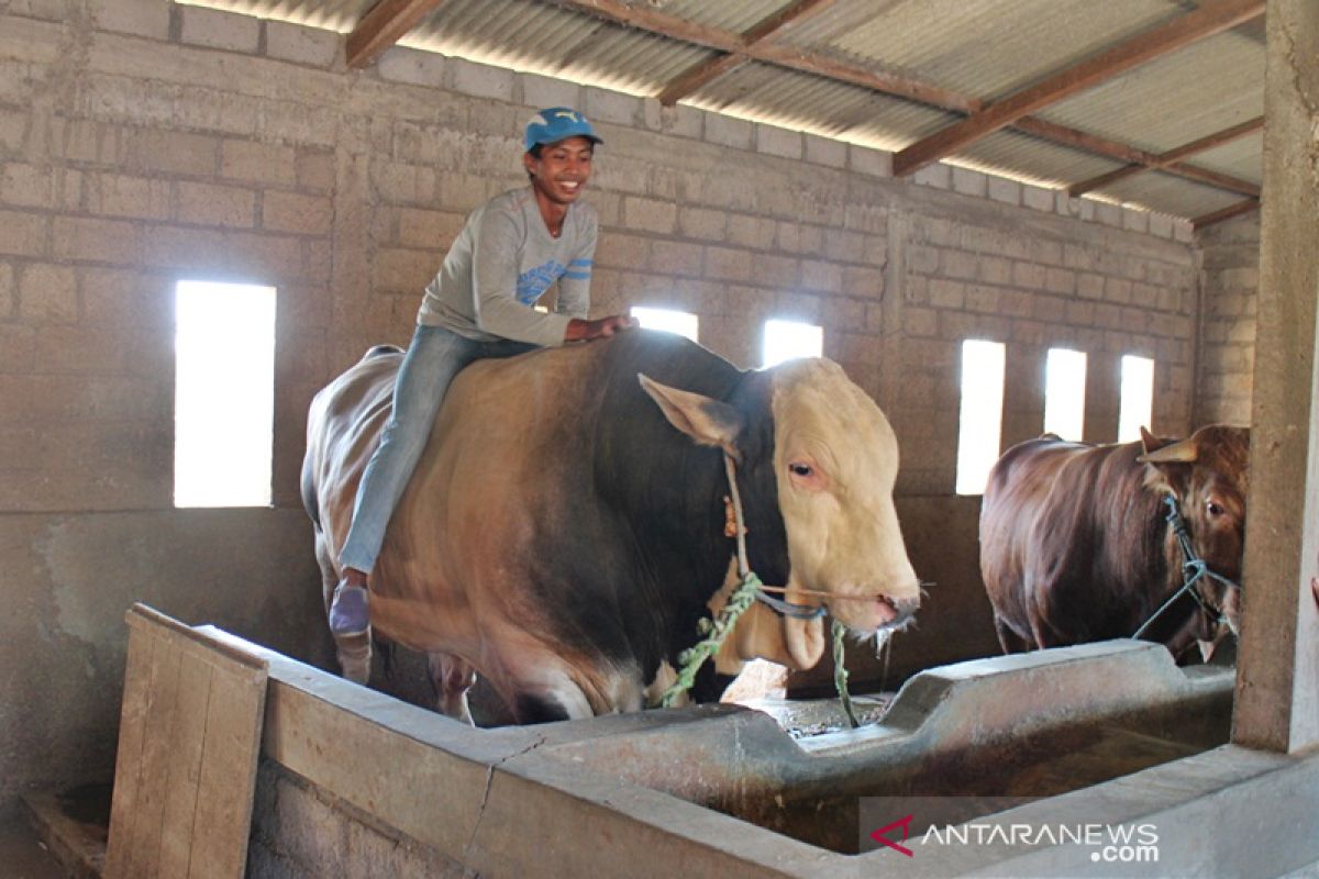 Jokowi pesan sapi kurban jumbo di Boyolali