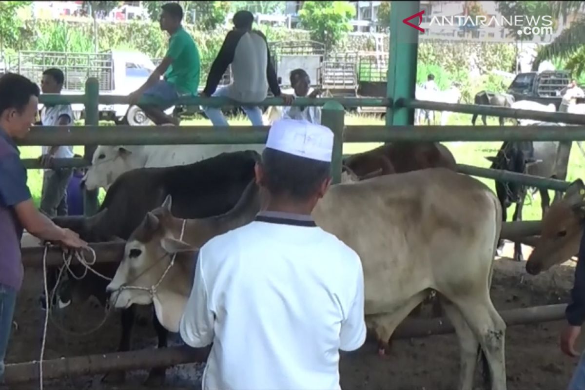 Daya beli masyarakat rendah, transaksi hewan kurban di Pasaman Barat turun