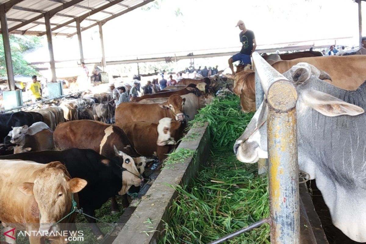 Pemeriksaan kesehatan hewan kurban di Tanah Datar dari masjid hingga pasar