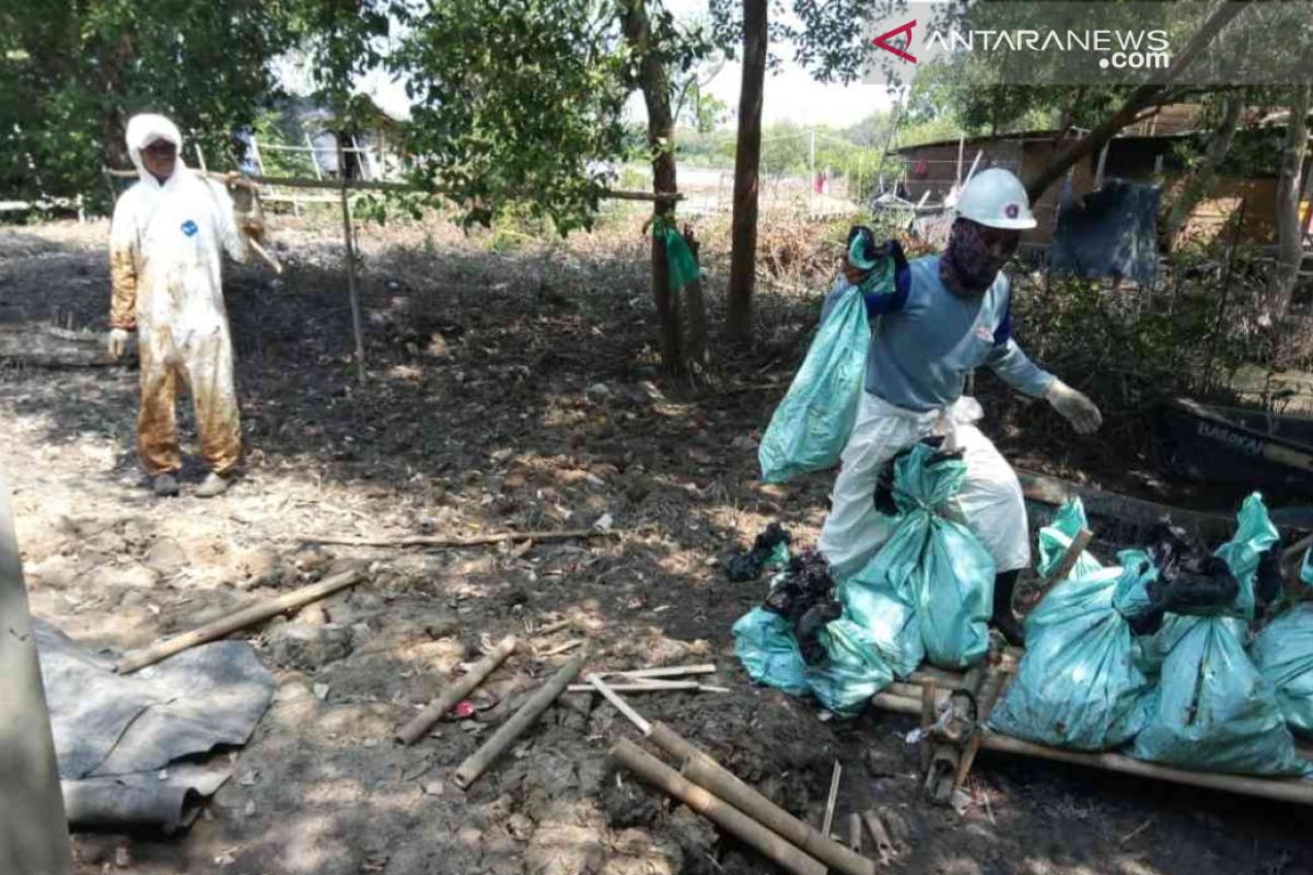 300.000 bakau terancam mati akibat tumpahan minyak Pertamina