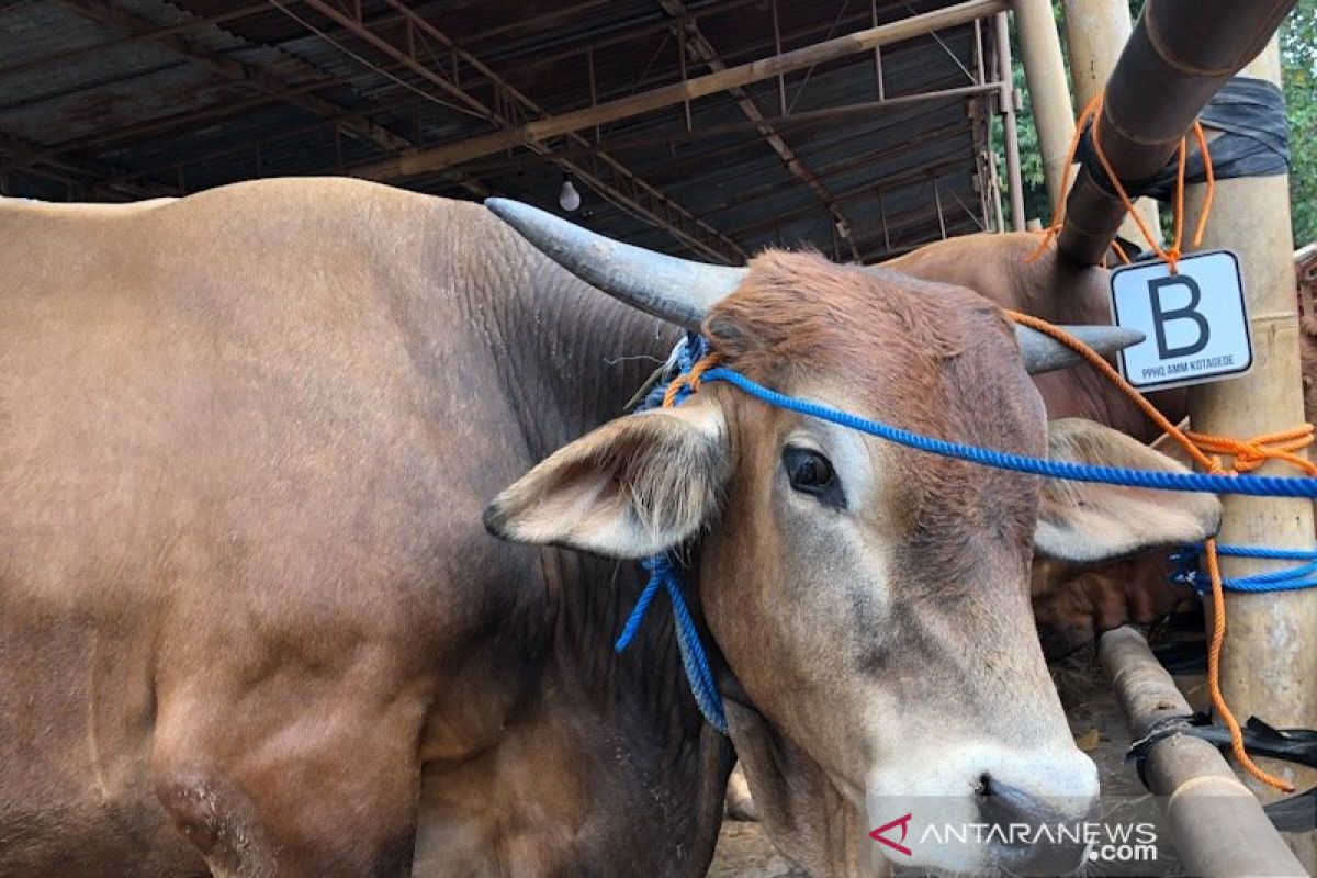 Presiden Jokowi sumbang seekor sapi kurban ke NTT