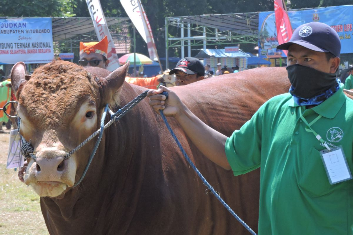 Kontes Ternak Sapi di Situbondo untuk mendongkrak harga jual