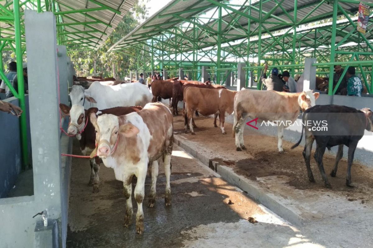Mendekati Idul Adha, harga sapi kurban naik hingga Rp3 juta
