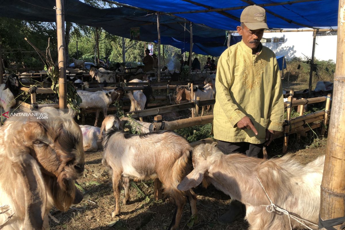 Jelang Idul Adha, Pemkot Batu periksa kesehatan hewan kurban