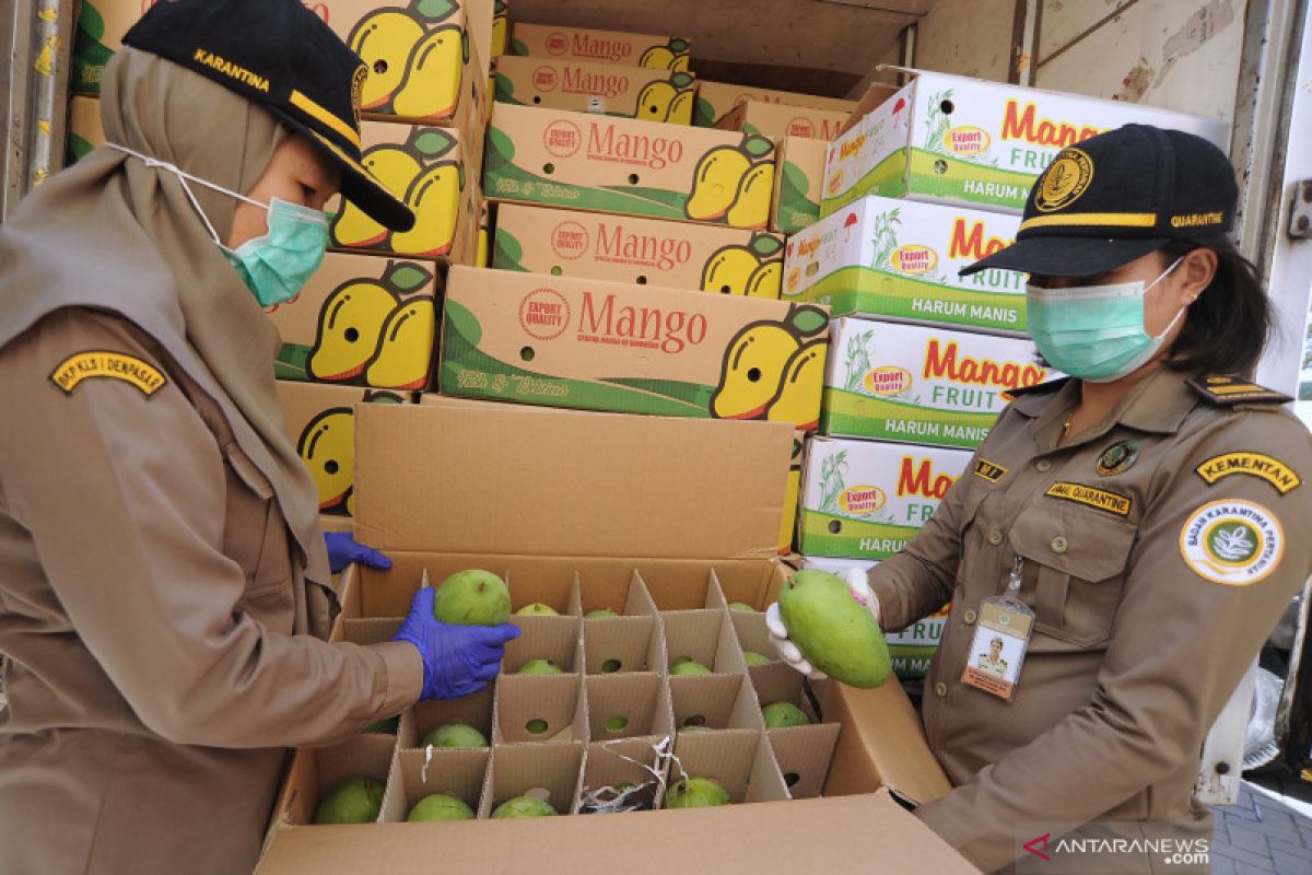 Kolaborasi riset Unpad-Kementan hasilkan mangga bebas lalat buah