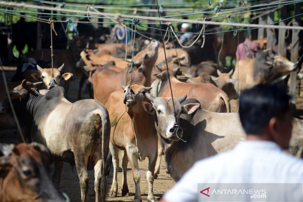 Harga sapi di Aceh Besar jelang qurban capai Rp34 juta