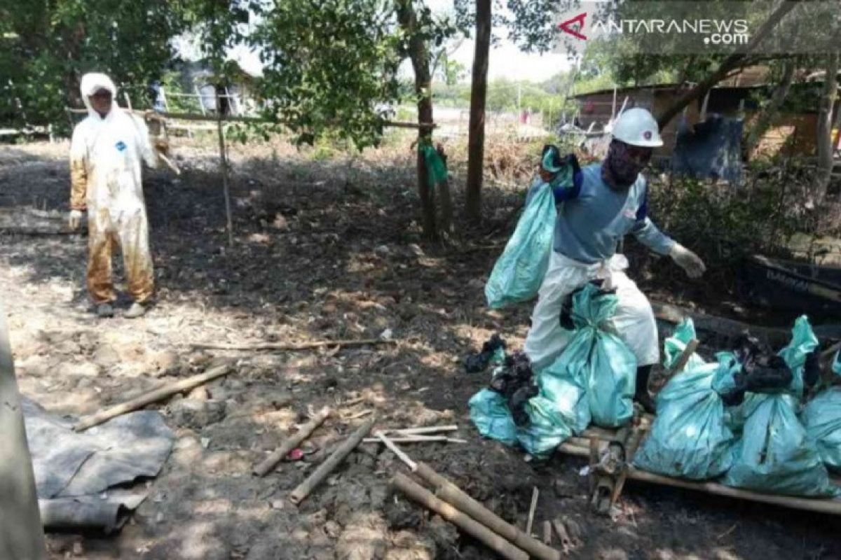 300 ribu bakau di Bekasi terancam mati akibat tumpahan minyak