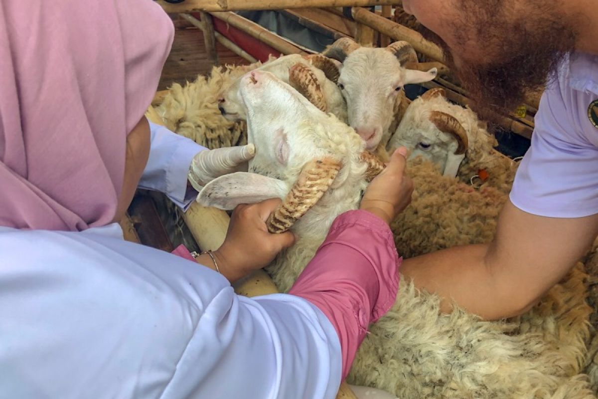 Kesehatan hewan kurban di Kubu Raya diperiksa jelang Idul Adha 1441 Hijriah