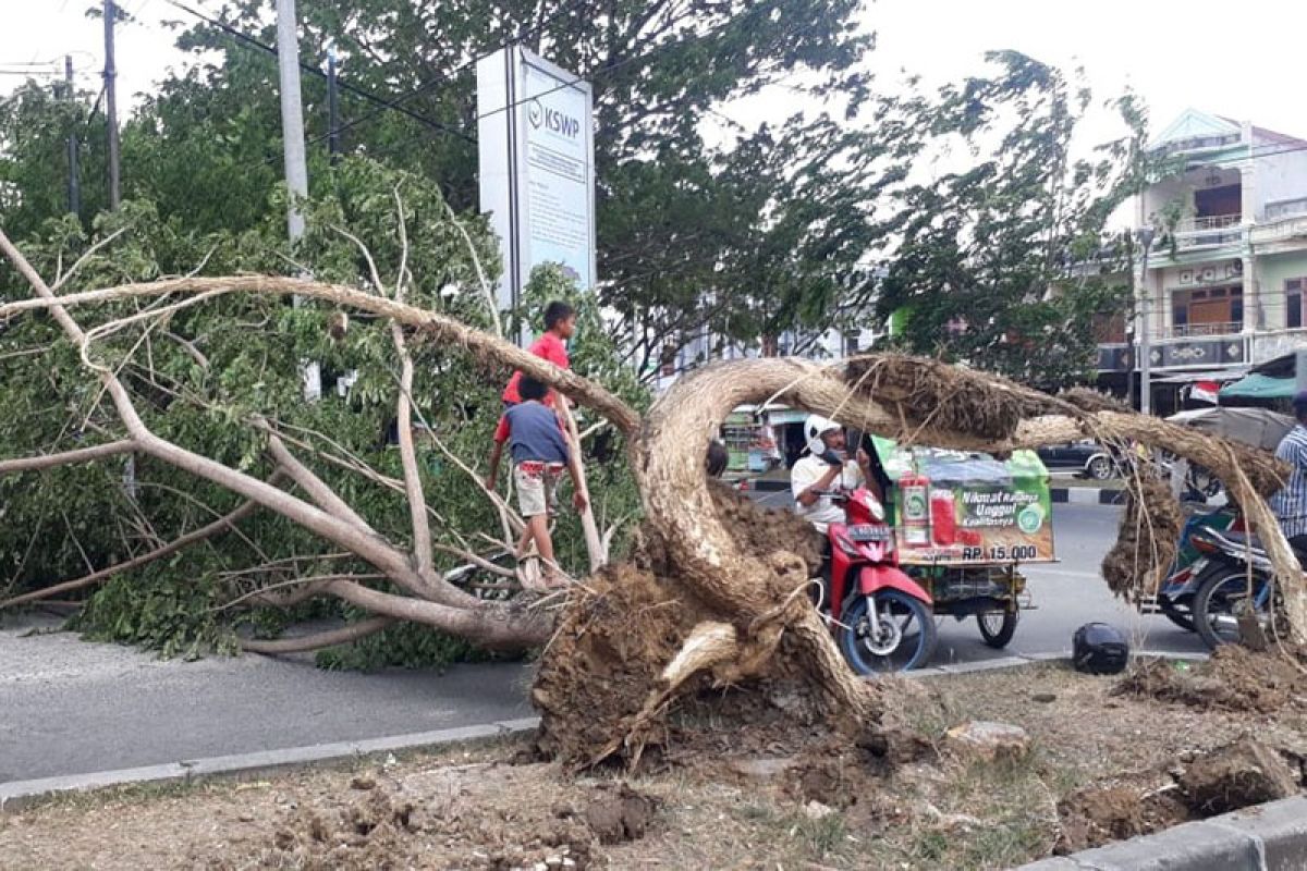 Angin kencang tumbangkan pohon Banda Aceh