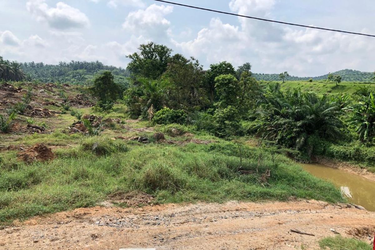 Tanami area DAS, warga Dharmasraya sayangkan reflanting PT SAK menyalahi aturan